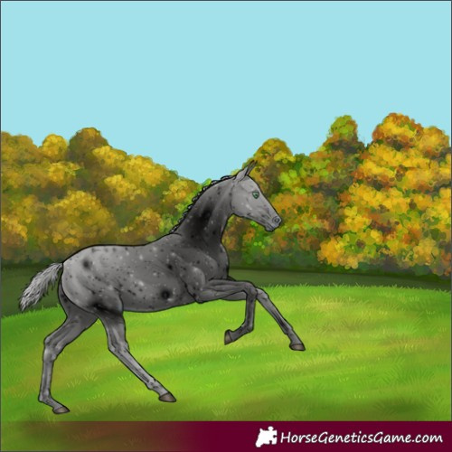 Horse Color:ERROR: UNKNOWN ANOMALY