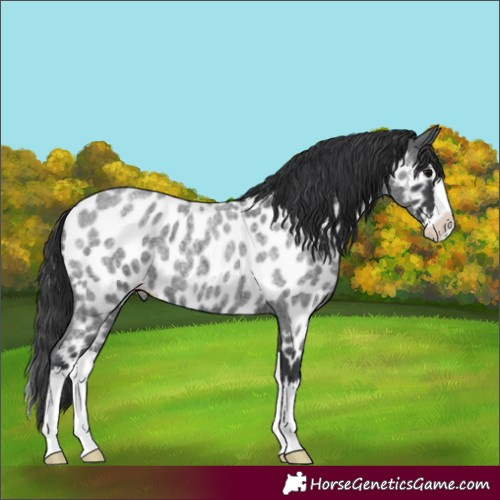 Horse Color:Blue Roan Splash Appaloosa 
