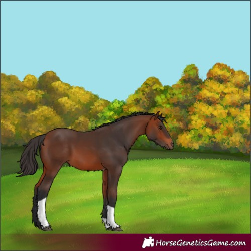 Horse Color:Unknown 