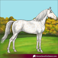Horse Color:Cremello Near Leopard 