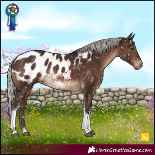 Horse Color:Silver Brown Tobiano Appaloosa Rabicano 