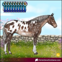 Horse Color:Silver Brown Tobiano Blanket Rabicano 
