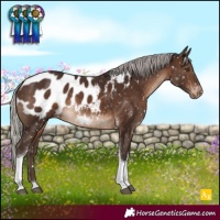 Horse Color:Silver Brown Tobiano Appaloosa Rabicano