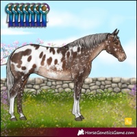 Horse Color:Silver Brown Tobiano Blanket Rabicano 