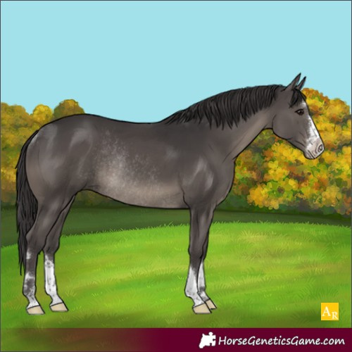Horse Color:Smoky Black Rabicano 