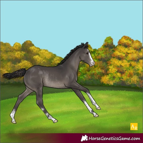 Horse Color:Smoky Black Rabicano 