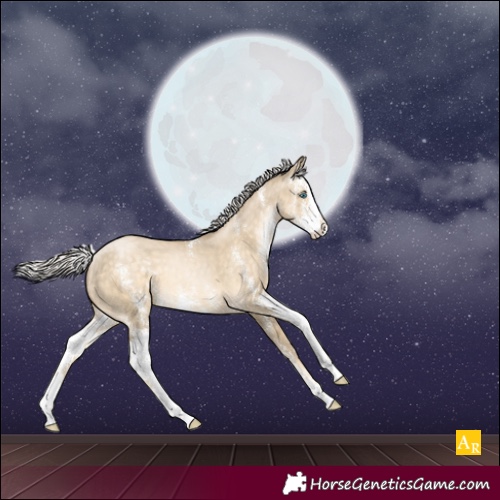 Horse Color:Silver Buckskin Pearl Dun Sabino Appaloosa 