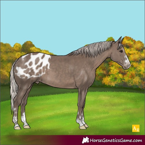 Horse Color:Silver Black Appaloosa 