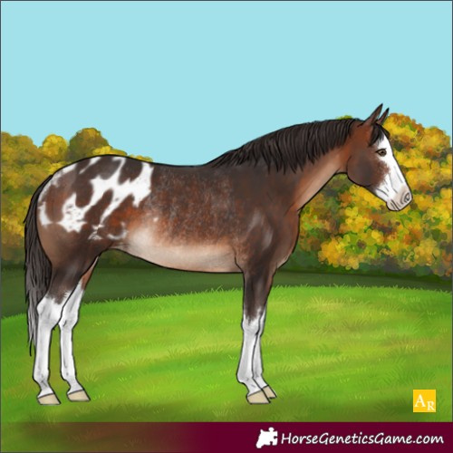 Horse Color:Brown Splash Appaloosa Rabicano 