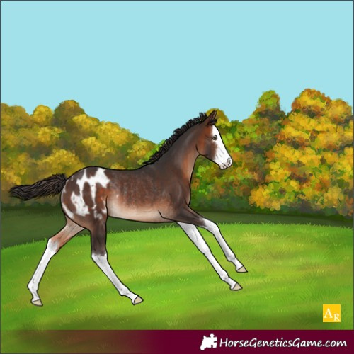 Horse Color:Brown Splash Appaloosa Rabicano 