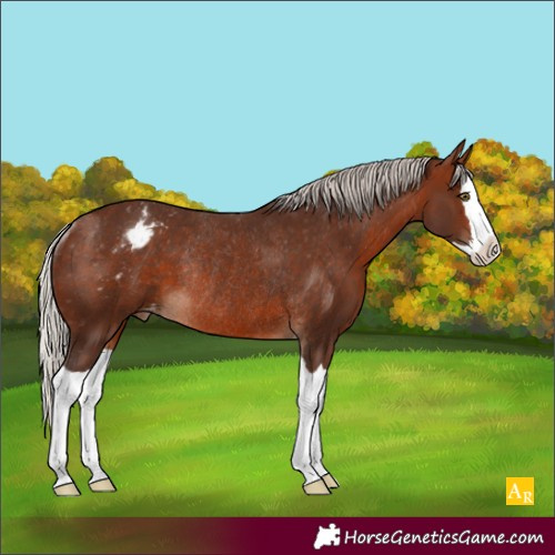 Horse Color:Silver Brown Splash Appaloosa Rabicano 