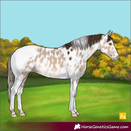 Horse Color:Bay Dun Tobiano Appaloosa 