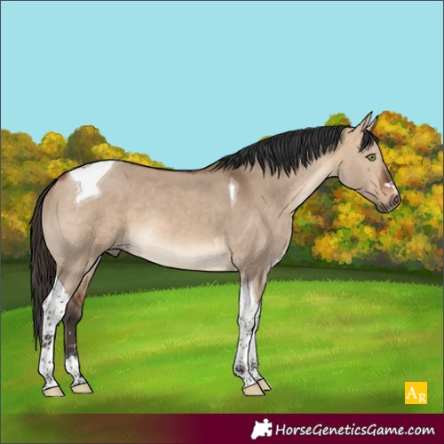 Horse Color:Bay Dun Tobiano 