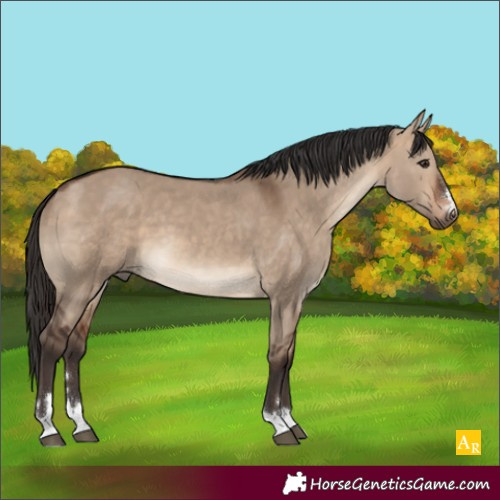 Horse Color:Bay Dun 