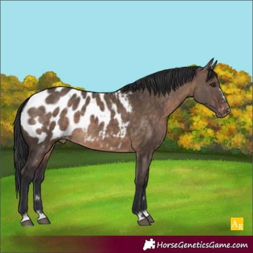 Horse Color:Brown Dun Blanket 