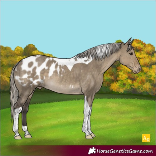 Horse Color:Silver Smoky Grullo Tobiano Appaloosa 