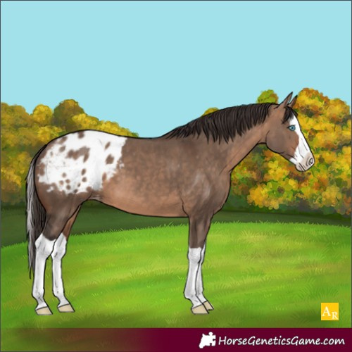 Horse Color:Bay Dun Splash Appaloosa
