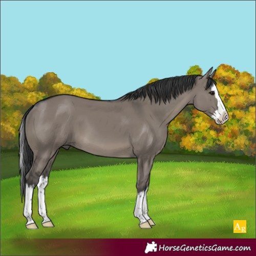Horse Color:Grullo Splash 