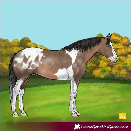Horse Color:Brown Dun Splash Tobiano Varnish 