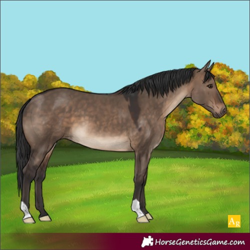 Horse Color:Brown Dun 