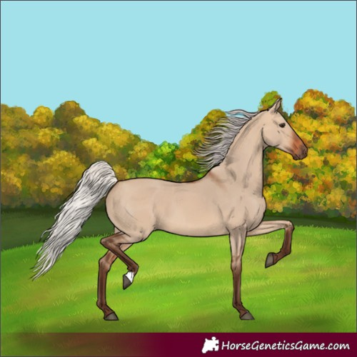 Horse Color:Silver Bay Dun
