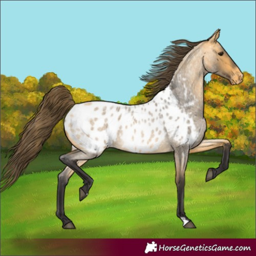 Horse Color:Buckskin Roan Appaloosa 