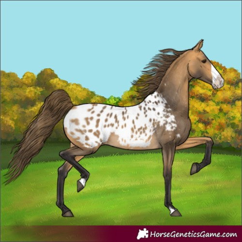 Horse Color:Buckskin Frame Appaloosa 
