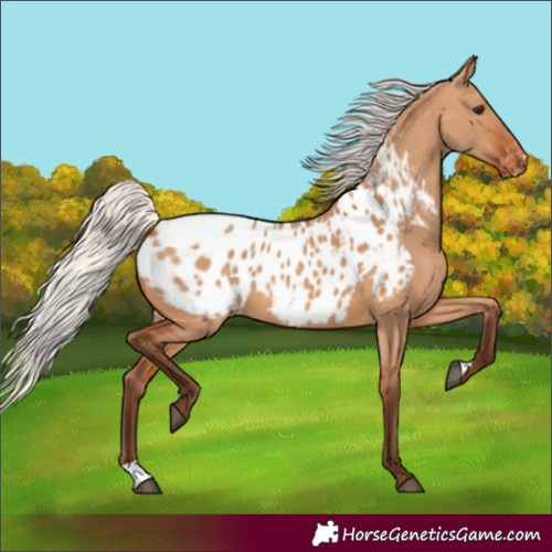 Horse Color:Silver Bay Dun Appaloosa 
