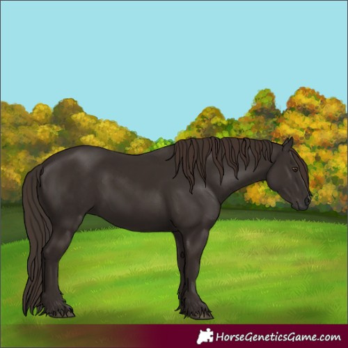 Horse Color:Liver Chestnut and Liver Chestnut Rabicano
