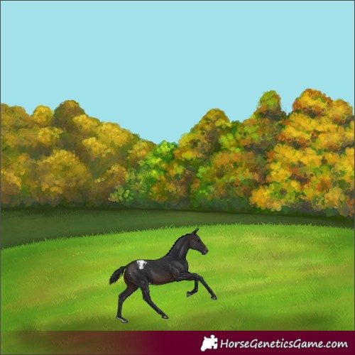 Horse Color:Brown Appaloosa 