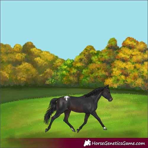 Horse Color:Brown Appaloosa 