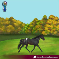 Horse Color:Brown Appaloosa