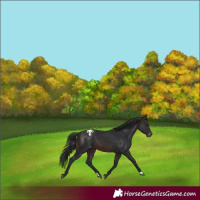 Horse Color:Brown Appaloosa 