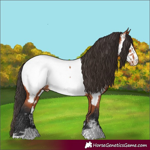 Horse Color:Bay Frame Appaloosa 