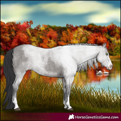 Horse Color:Grullo Roan Sabino 