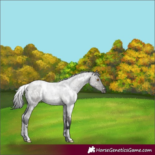 Horse Color:White Spotted Grullo Roan 