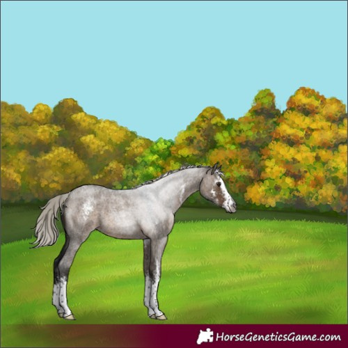 Horse Color:Gray Silver Brown Roan Dun Sabino 
