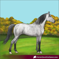 Horse Color:Grullo Roan