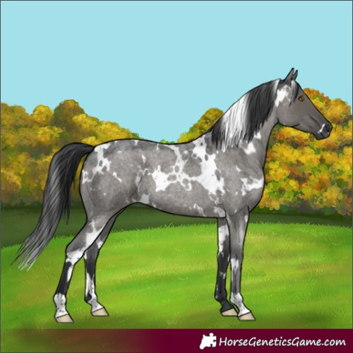 Horse Color:White Spotted Grullo Roan
