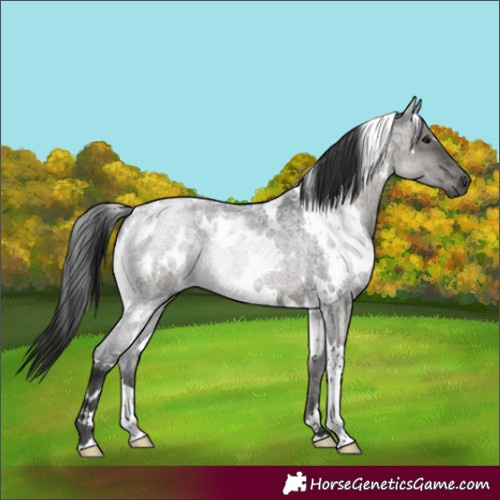 Horse Color:Gray White Spotted Grullo Roan Rabicano 