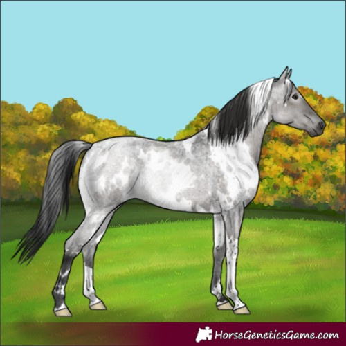 Horse Color:Gray White Spotted Grullo Roan Rabicano 