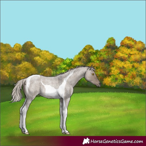 Horse Color:Silver Grullo Roan Tobiano 