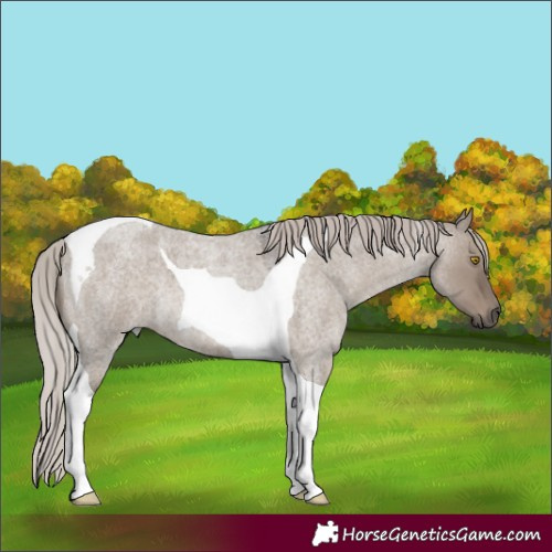 Horse Color:Silver Grullo Roan Tobiano 