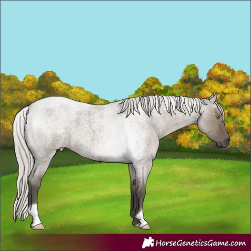 Horse Color:Silver Grullo Roan