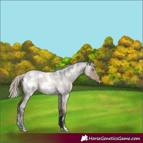 Horse Color:White Spotted Silver Smoky Grullo Roan