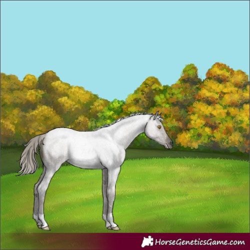 Horse Color:Silver Grullo Roan