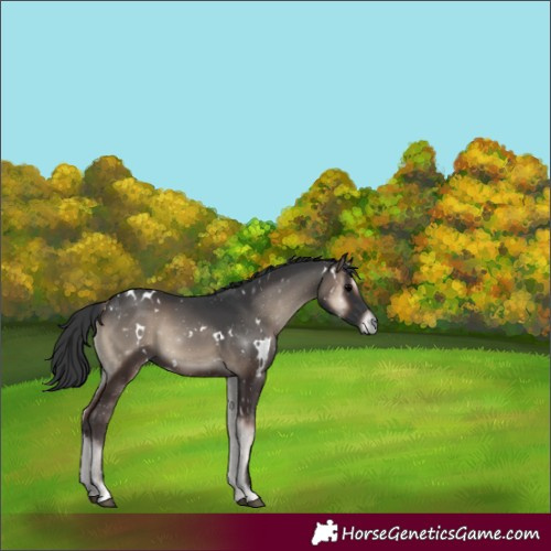 Horse Color:White Spotted Blue Onyx 