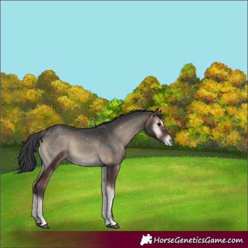 Horse Color:Blue Onyx 