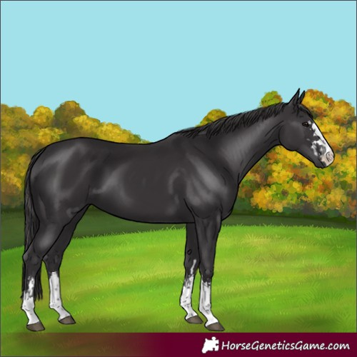 Horse Color:Smoky Black  and Smoky Black 