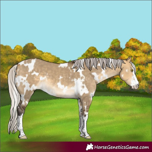 Horse Color:White Spotted Silver Buckskin Dun 